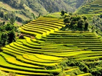rizieres en terrasse au Vietnam