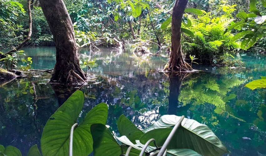 Mangrove Can Gio