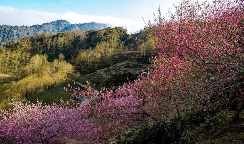 Meilleurs endroits pour voir les cerisiers en fleurs au Vietnam