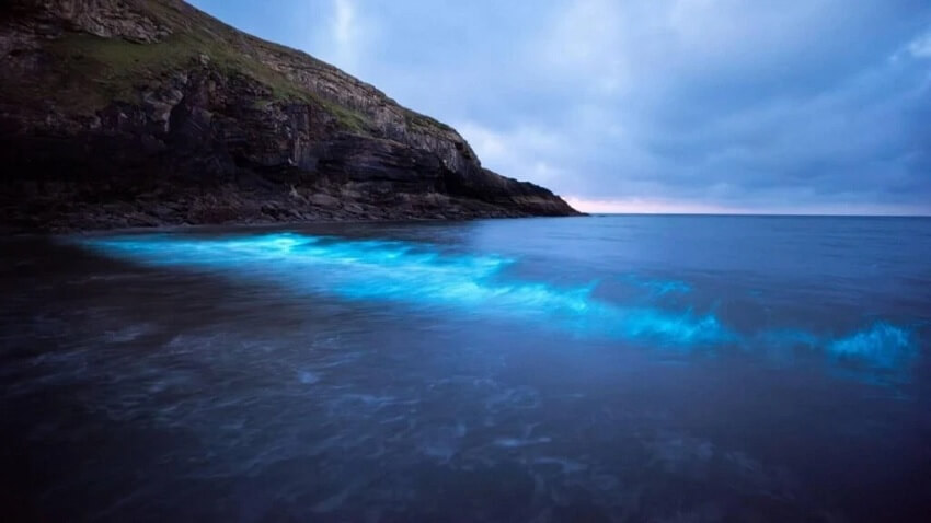 Des micro-organismes marins bioluminescents à Cat Ba