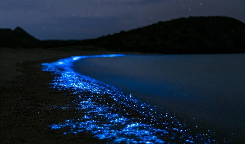 La bioluminescence observée sur les criques sauvages