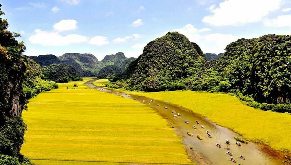 La_saison_du_riz_mûr_à_Ninh_Binh