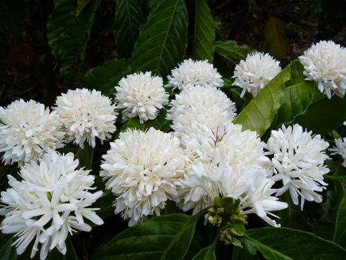 Hauts Plateaux en saison des fleurs de cafeiers